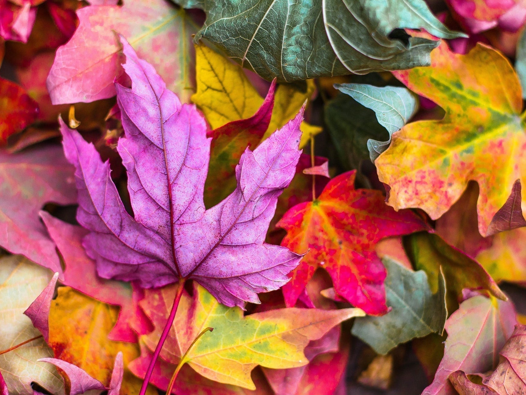 The Beanie Hat: Autumn Style